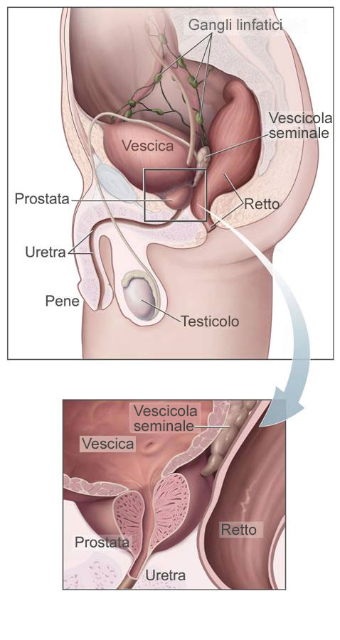 anatomia della prostata